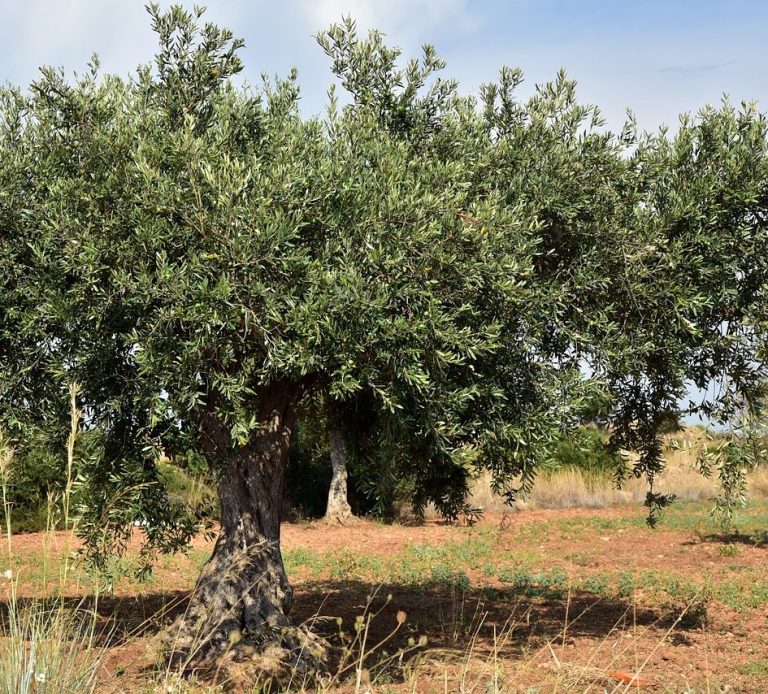 aceite de oliva